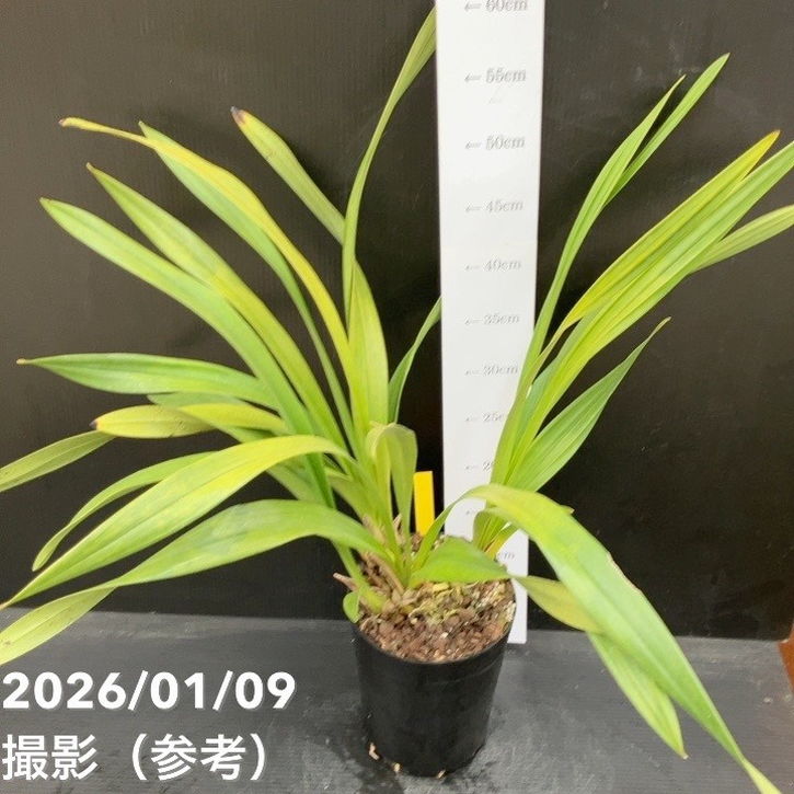 花芽3個＞ミスマフェット 6号｜ミツバチ蘭｜洋蘭10-TU | 草花,蘭