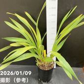 花芽2個＞フォアゴットンフルーツ 4号｜ミツバチ蘭｜洋蘭10-TU | 草花