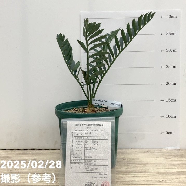 【激レア！現品お届け】エンセファラルトス アレナリウス（Enephalartos arenarius true blue Seedling）No32 6号スリット鉢 ｜観葉01-D1