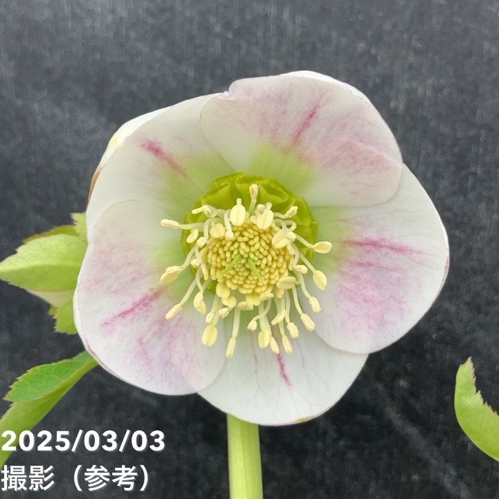 一点物】大和園 クリスマスローズ パステリッシュトレイン 4.5号（YA2