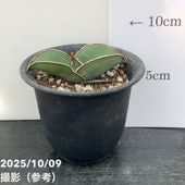 クリスマスローズ 原種 クロアチカス 5号ポット｜山野04-PA | 草花