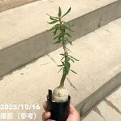 一点物】加藤農園 クリスマスローズ キラメキディープレッド 4.5号深