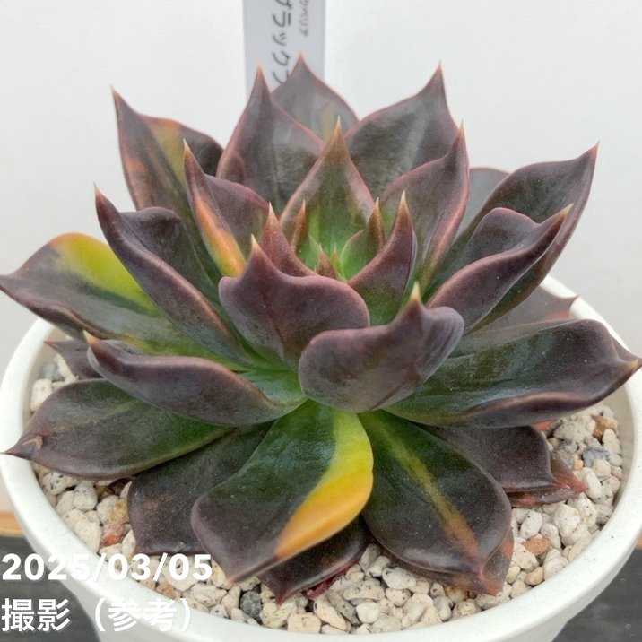 【現品お届け】エケベリア 3.5号 ブラックプリンス錦（4）｜観葉10-TU