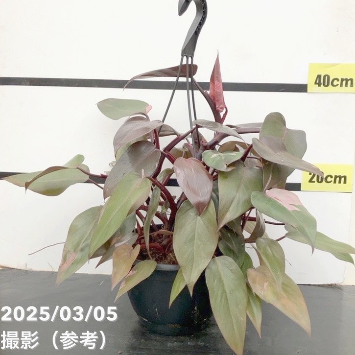 フィロデンドロン ピンクプリンセス 7号吊り鉢｜観葉10-TU