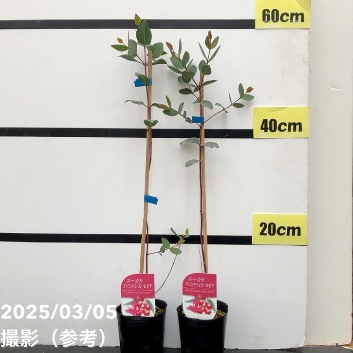 ユーカリ ロイコキシロン ロゼア 3号×2鉢セット｜花木10-TU