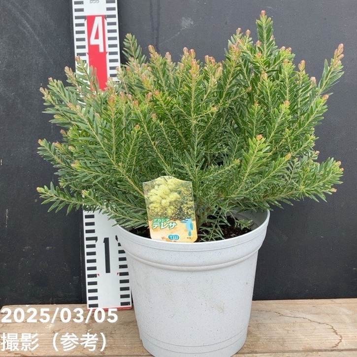 現品、アカシアの大苗※パールアカシア 最高品