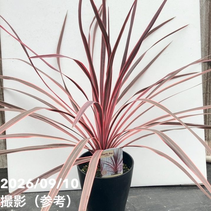 花木・庭木,[オージープランツ]の購入なら赤塚植物園オンライン 花の音