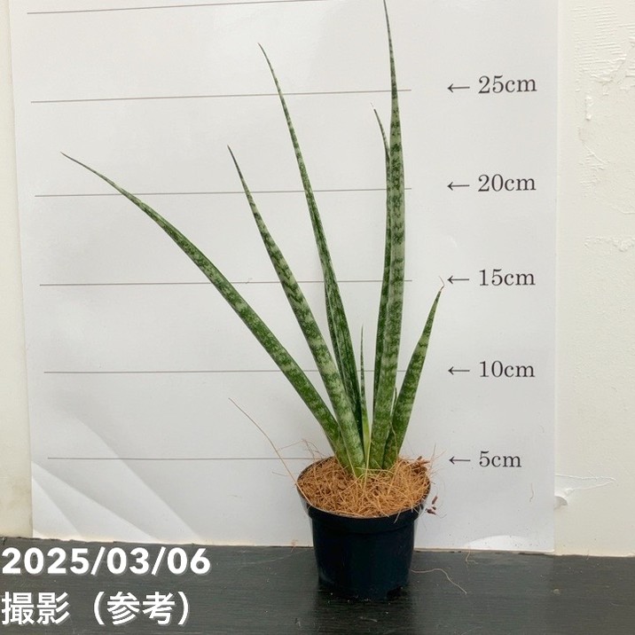 サンスベリア 3号角鉢 ディジトルム Digitorum 6-7cmポット投げ込み仕様｜観葉02-D2