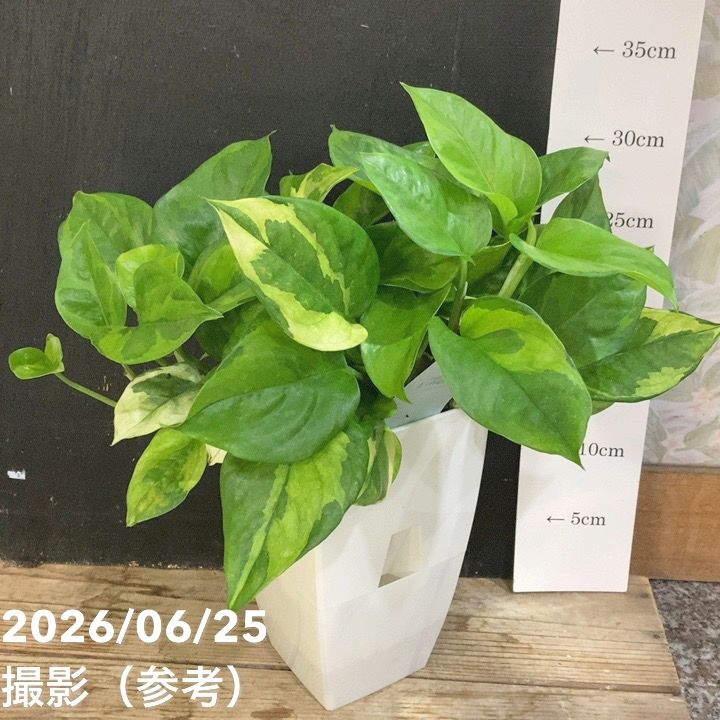 観葉・多肉,ポトスの購入なら赤塚植物園オンライン 花の音｜花苗