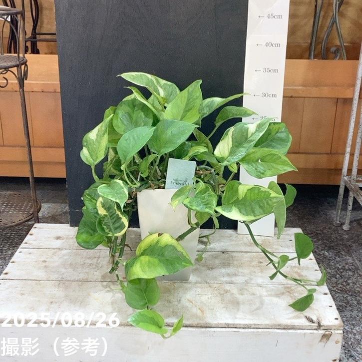 ポトス エメラルド 5号 角鉢 PVP｜観葉04-PA