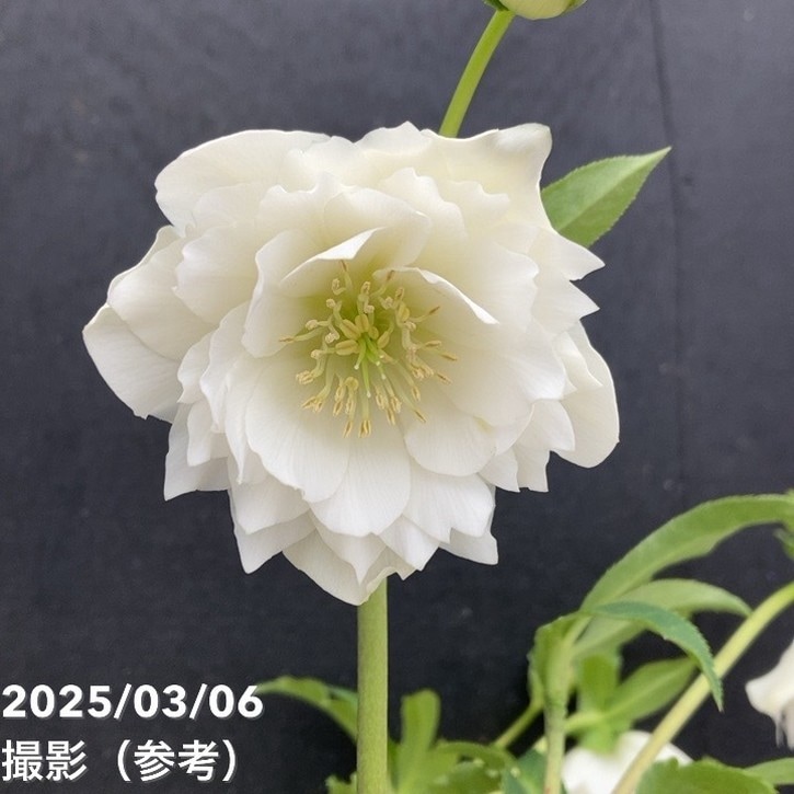 【専用出品です】クリスマスローズ クリスマスローズ 百花オリジナルミックスセット シングル 1鉢