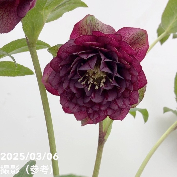 【一点物】広瀬園芸 クリスマスローズ 4.5号（HR48）｜山野04-PA