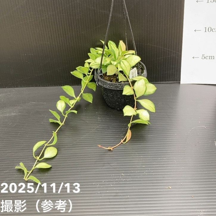 期間限定10％OFF！】ホヤ ヘウスケリアナ バリエガータ 3号吊り鉢