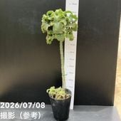 決算P5倍！10%OFF！8/2まで】観音竹 白雪の宝 4号｜観葉10-TU | 観葉