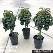 アンスリウム ジャングルキング 5号｜観葉04-PA | 観葉・多肉 | 赤塚