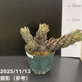 ハオルチア 2.5号 Sp.aff.Dekenanii［3-09］｜観葉02-D2 | 観葉・多肉