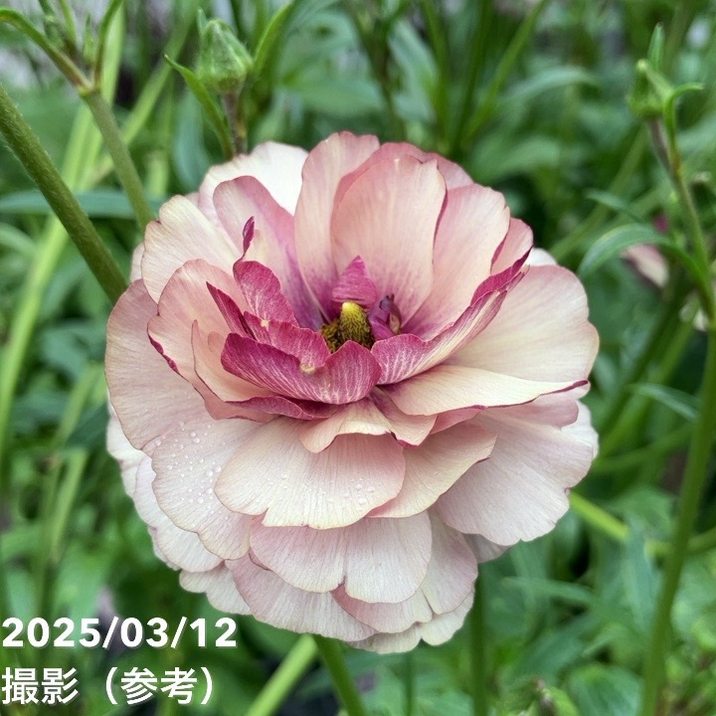 ラナンキュラス ラックスシリーズ 3.5～4号 アイオリア｜草花04-PA