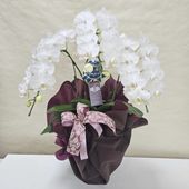 観音竹 白雪の宝 4号｜観葉10-TU | 観葉・多肉 | 赤塚植物園オンライン