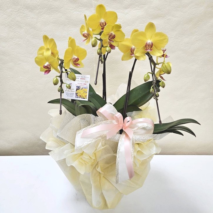 ミディ胡蝶蘭 ナオミゴールド 3本立｜手作04-PA