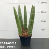 ユーカリグニー 6号｜花木04-PA | 花木・庭木,[記念樹・シンボル