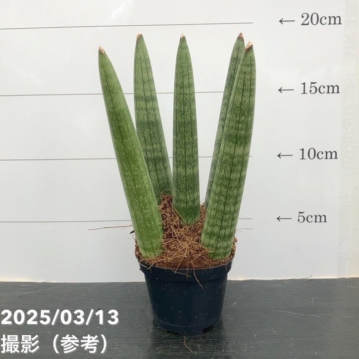 サンスベリア 3号角鉢 キリンドリカ 6-7cmポット投げ込み仕様｜観葉02-D2