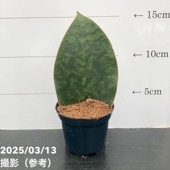現品お届け】サンスベリア 3号 ロリダ 生産鉢仕様（S91）｜観葉