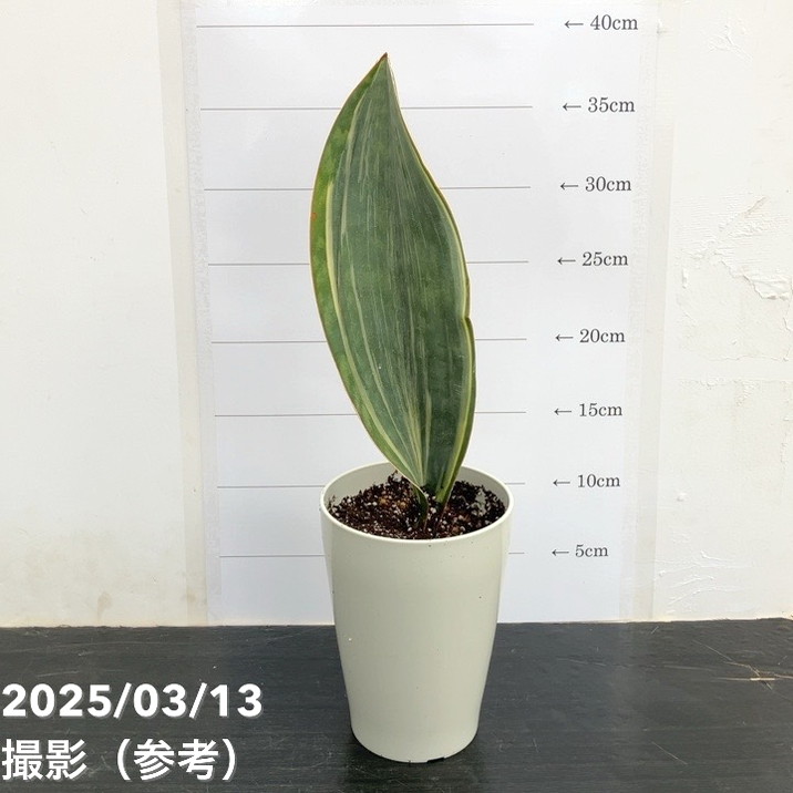 サンスベリア 4号 マッソニアナ バリエガータ 斑入り（1枚葉） プラ鉢仕様｜観葉02-D2