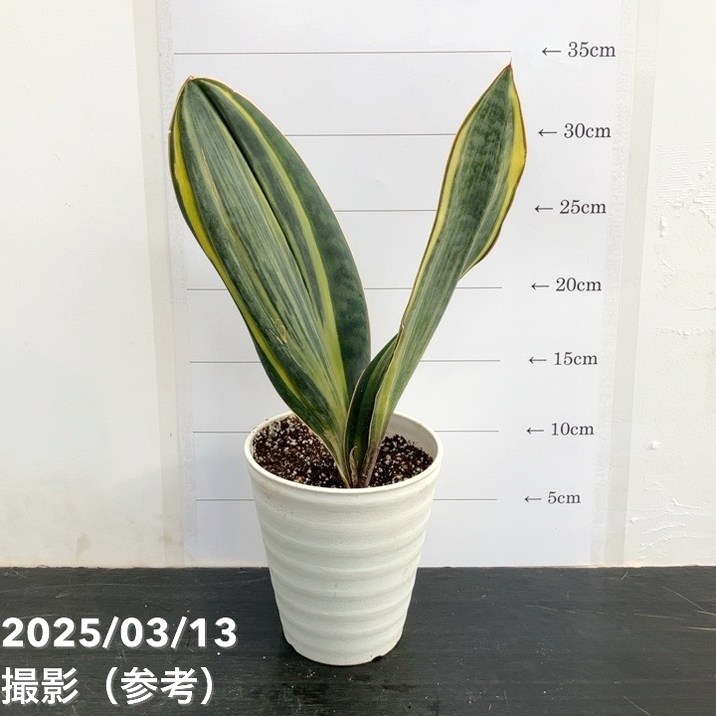 サンスベリア 4号 マッソニアナ バリエガータ 斑入り プラ鉢仕様|観葉02-D2