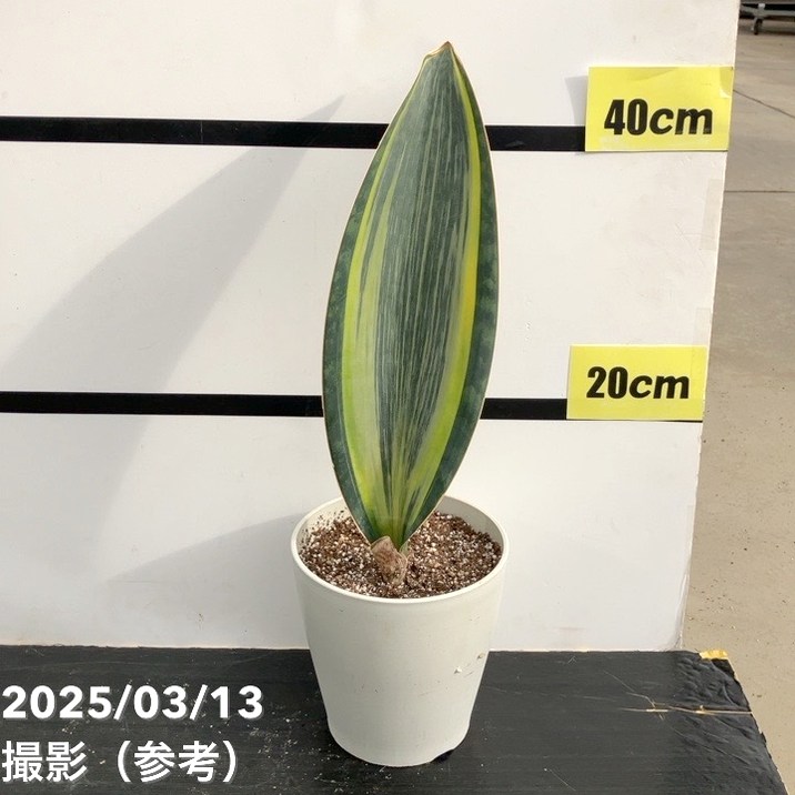 サンスベリア 5号 マッソニアナバリエガータ　斑入り（1枚葉）プラ鉢仕様｜観葉02-D2