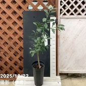 P5倍対象商品】ザボン 晩白柚 ばんぺいゆ 5号ロングポット 2年生苗