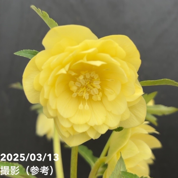 【一点物】広瀬園芸 クリスマスローズ 4.5号(HR55)|山野04-PA