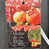 ザクロ 中華石榴王 4号ロングポット｜果樹04-PA | 果樹,[珍しい果樹