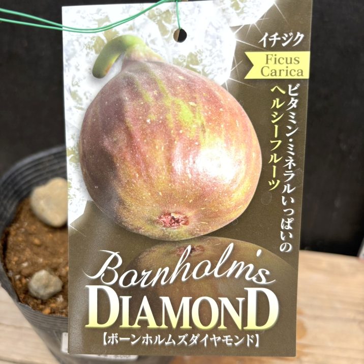 イチジク ボーンホルムズダイヤモンド 5号|果樹04-PA