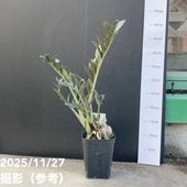 激レア！現品お届け】エンセファラルトス ホリダス（ヒメオニソテツ