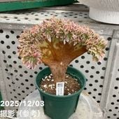 激レア！現品お届け】サイカス カイルンシアナ（ブルーソテツ）8号