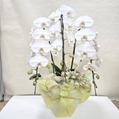 花芽2個以上＞キンリョウヘン 5号（白花）｜ミツバチ蘭｜洋蘭10