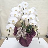 インドナツメ 大苗　接木　花つき インドナツメ苗 接木苗/りゅうか商事 沖縄サトウキビ畑