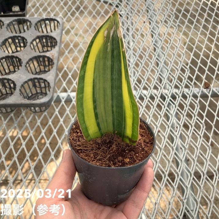 【訳あり特価 現品お届け】サンスベリア 3号 マッソニアナ バリエガータ 斑入り 生産鉢仕様｜観葉02-D2