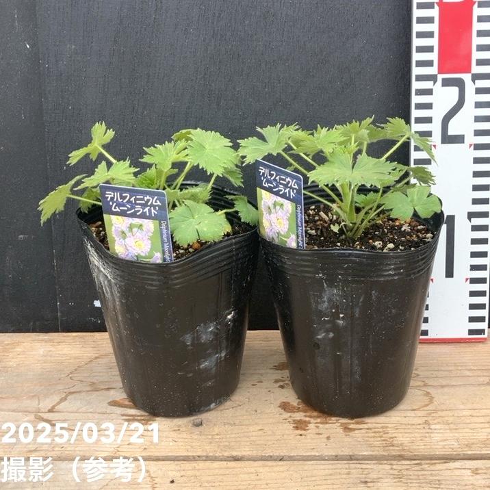 デルフィニウム ムーンライト 4号×2株セット|草花04-PA