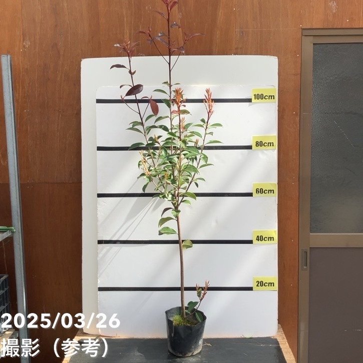 三重カナメ 6号 3鉢セット｜花木10-TU