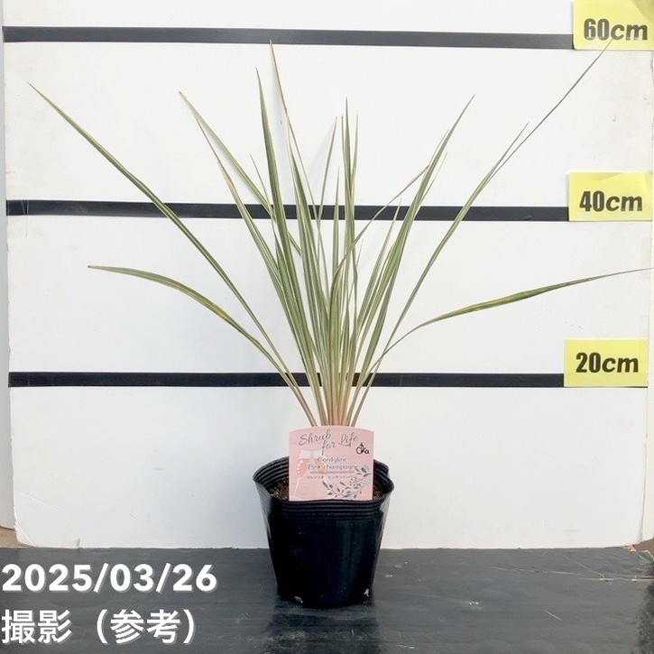 コルジリネ ピンクシャンパン 5号｜花木10-TU