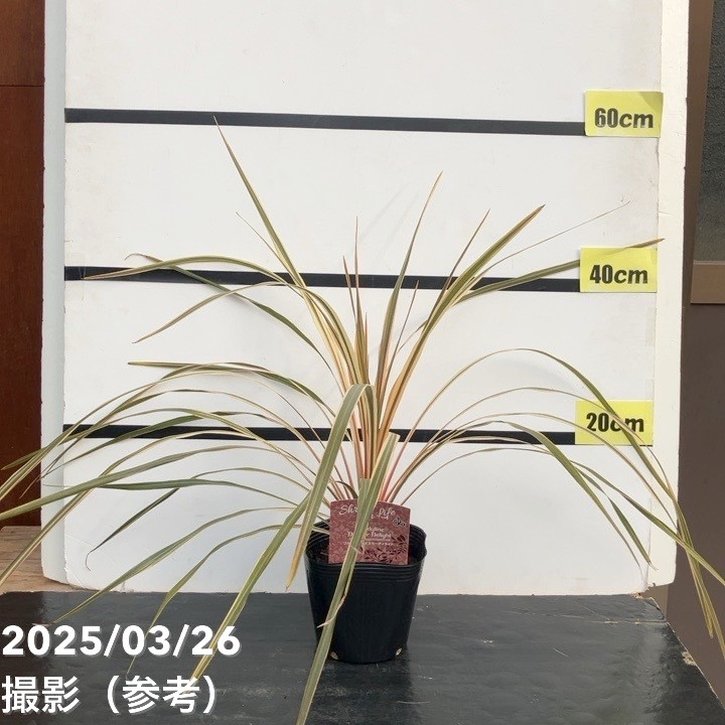 コルジリネ ダズラーディライト 5号｜花木10-TU