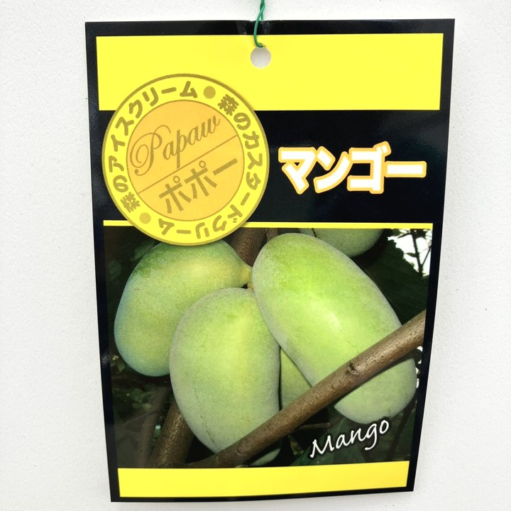 マンゴー苗　品種　ラポザ　10号 マンゴー苗 品種 ラポザ 10号 ポポー マンゴー 苗 おすすめ 苗木