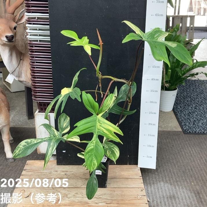 【現品お届け】フィロデンドロン フロリダビューティー 3.5号ロングスリット鉢（UJ85）｜観葉04-PA