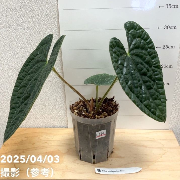 【現品お届け】アンスリウム ラグジュリアンス ブラック Anthurium luxurians black 4号透明スリット鉢（UJ90）｜観葉04-PA