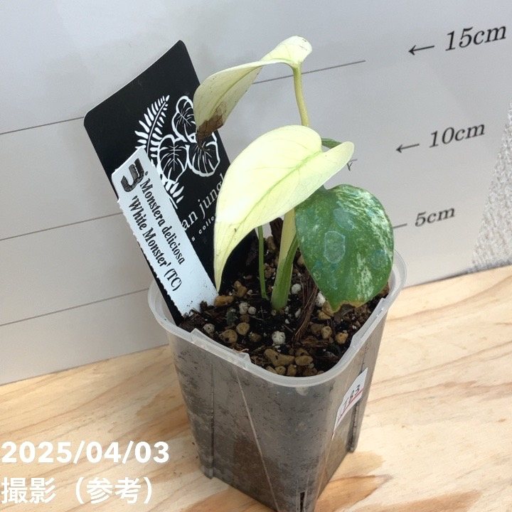 MC1 モンステラ　デリシオーサ　ホワイトモンスター　3号鉢 現品お届け】モンステラ デリシオーサ ホワイトモンスター 3号