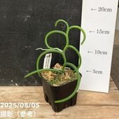アロカシア クプレア 5号｜観葉04-PA | 観葉・多肉,アロカシア