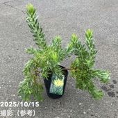 リューカデンドロンデュリフ5号大 リューカデンドロン デュリフ 5号鉢 | 橋本種苗園