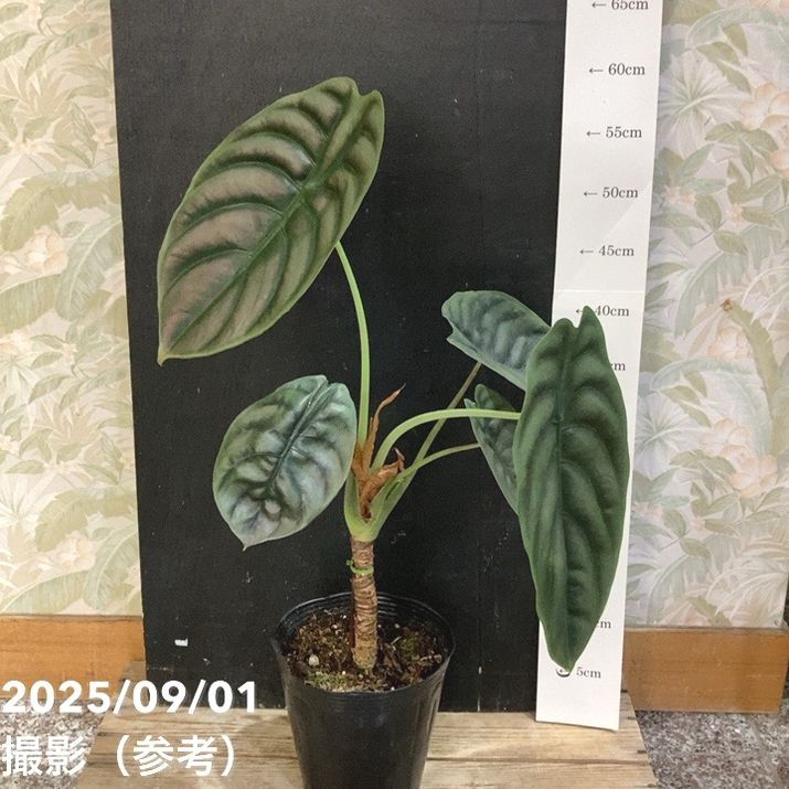 観葉・多肉,アロカシアの購入なら赤塚植物園オンライン 花の音｜花苗