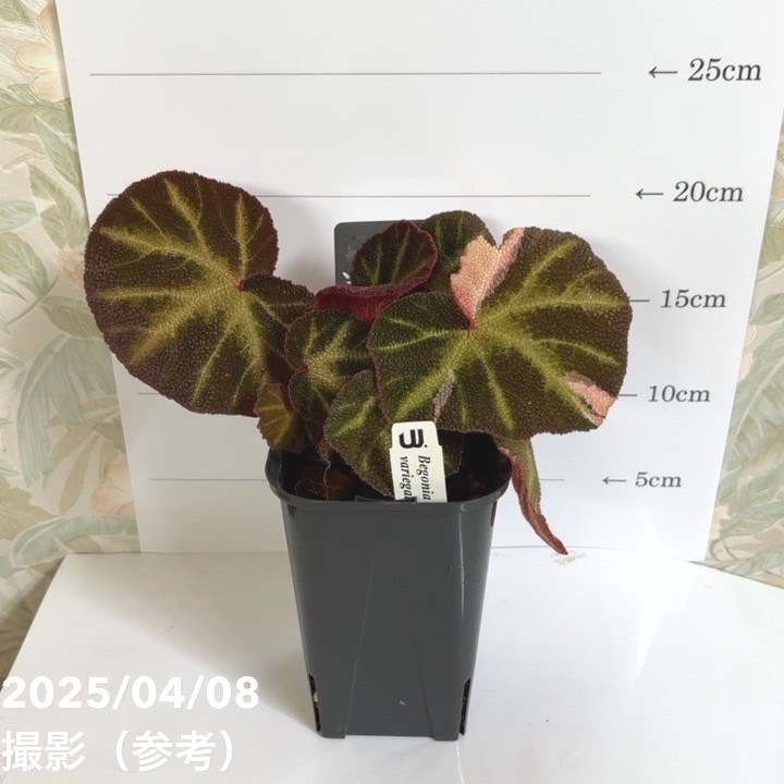 ベゴニア ソリムタータ バリエガータ Begonia soli mutata variegated 3.5号ロング｜観葉04-PA